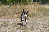 BULL TERRIER 074